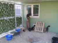 Courette extérieure du box commun chat